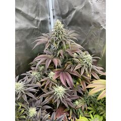 Rainbow Melon, Фасовка: 3